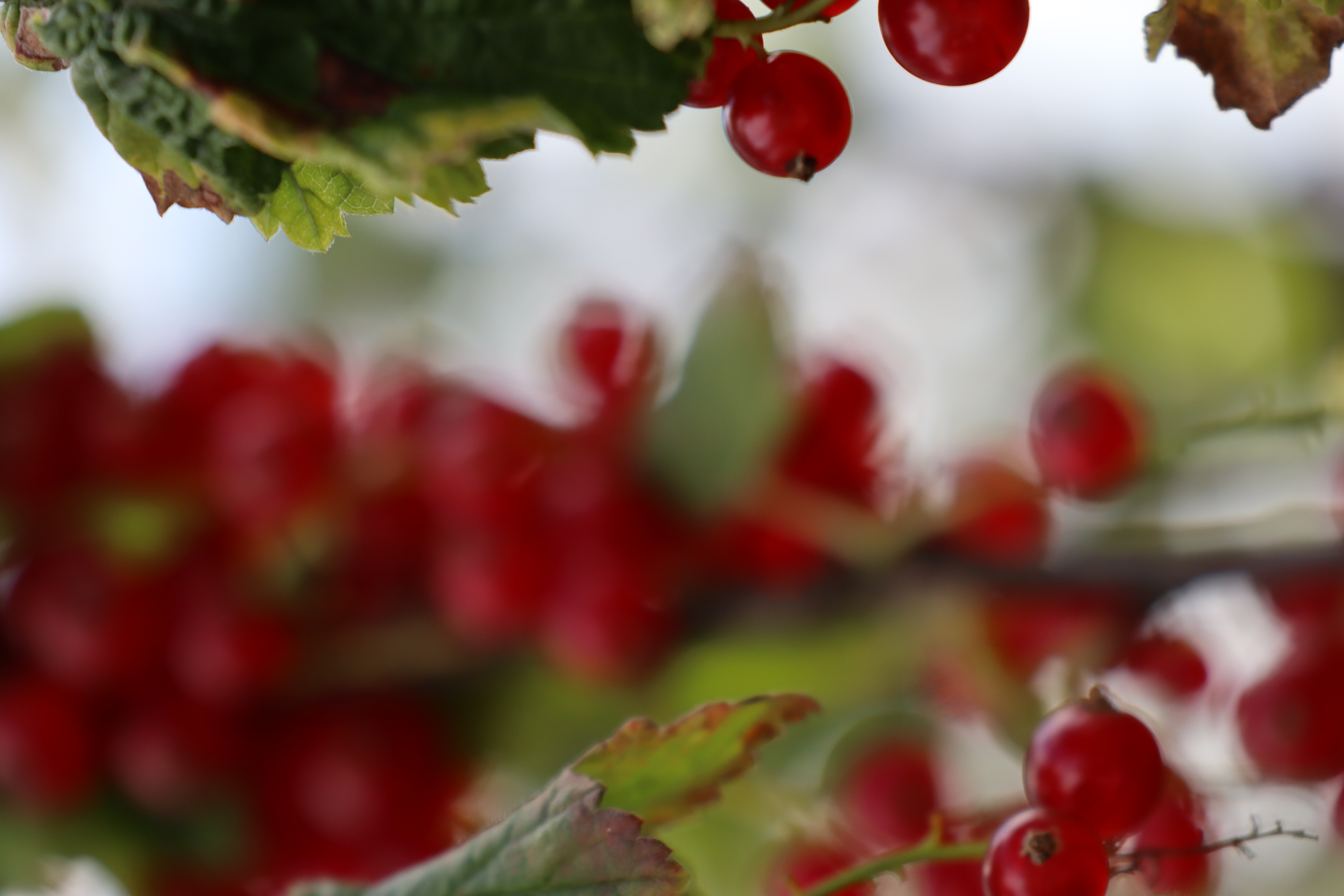 Spalierobst: Das formlose Johannisbeerenspalier