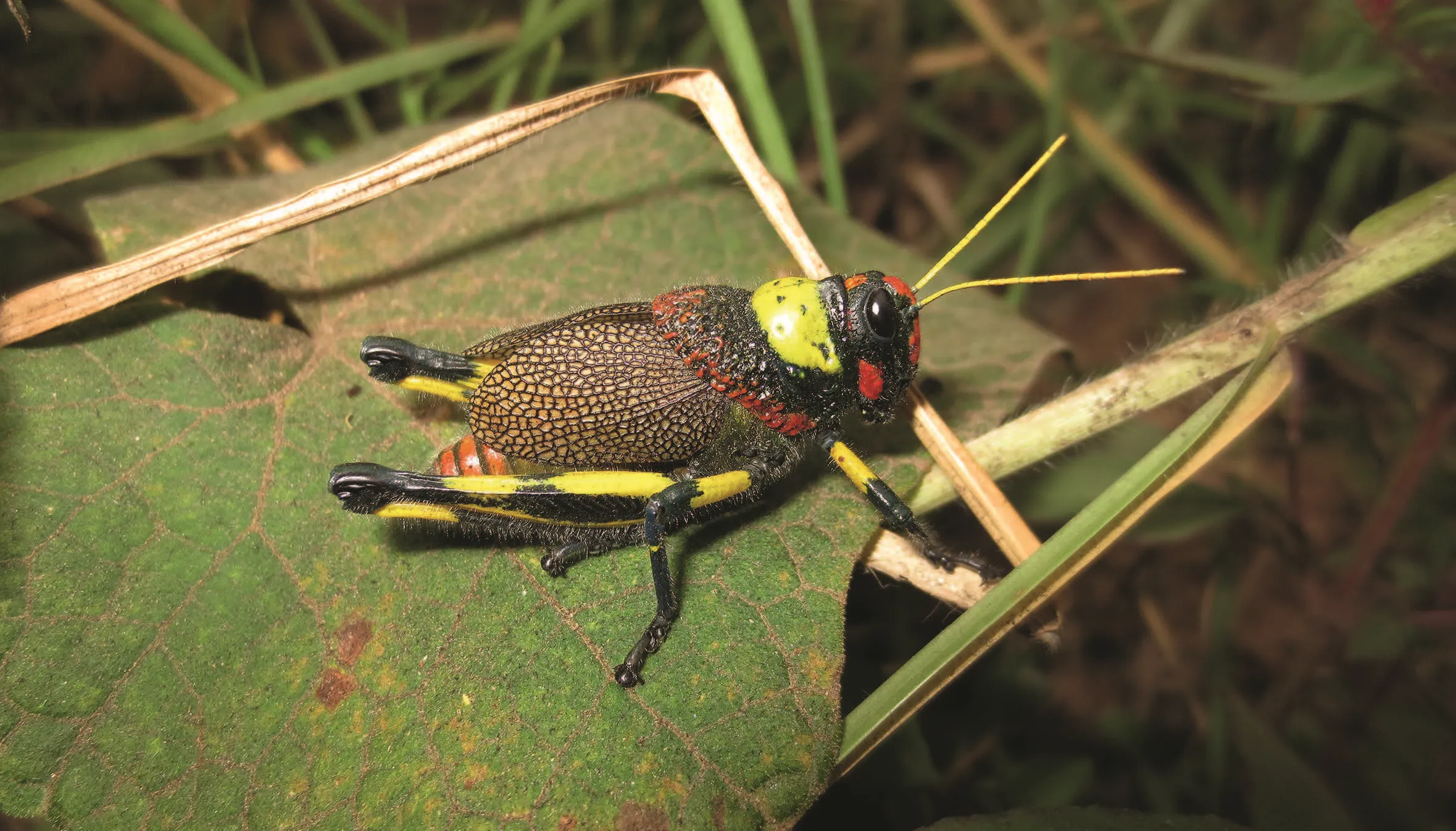 204o_Husemann_Heuschrecken_9783258084343_(c)_Paolo Fontana