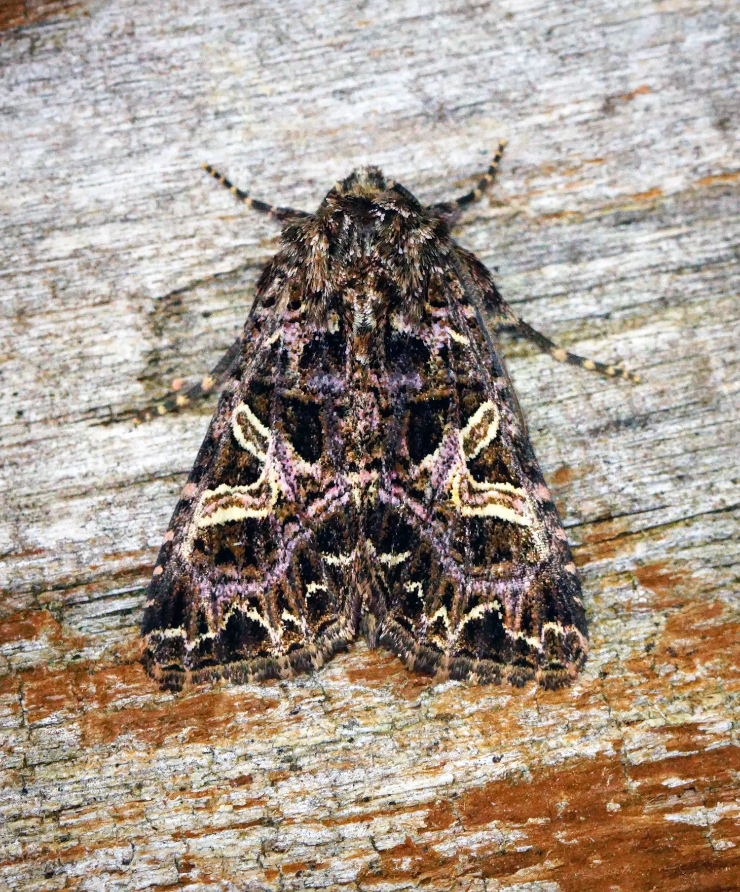 063ul_Kugler_Klimastarke Stauden_9783258084565_(c)Wikicommons 2.0 Ben Sale