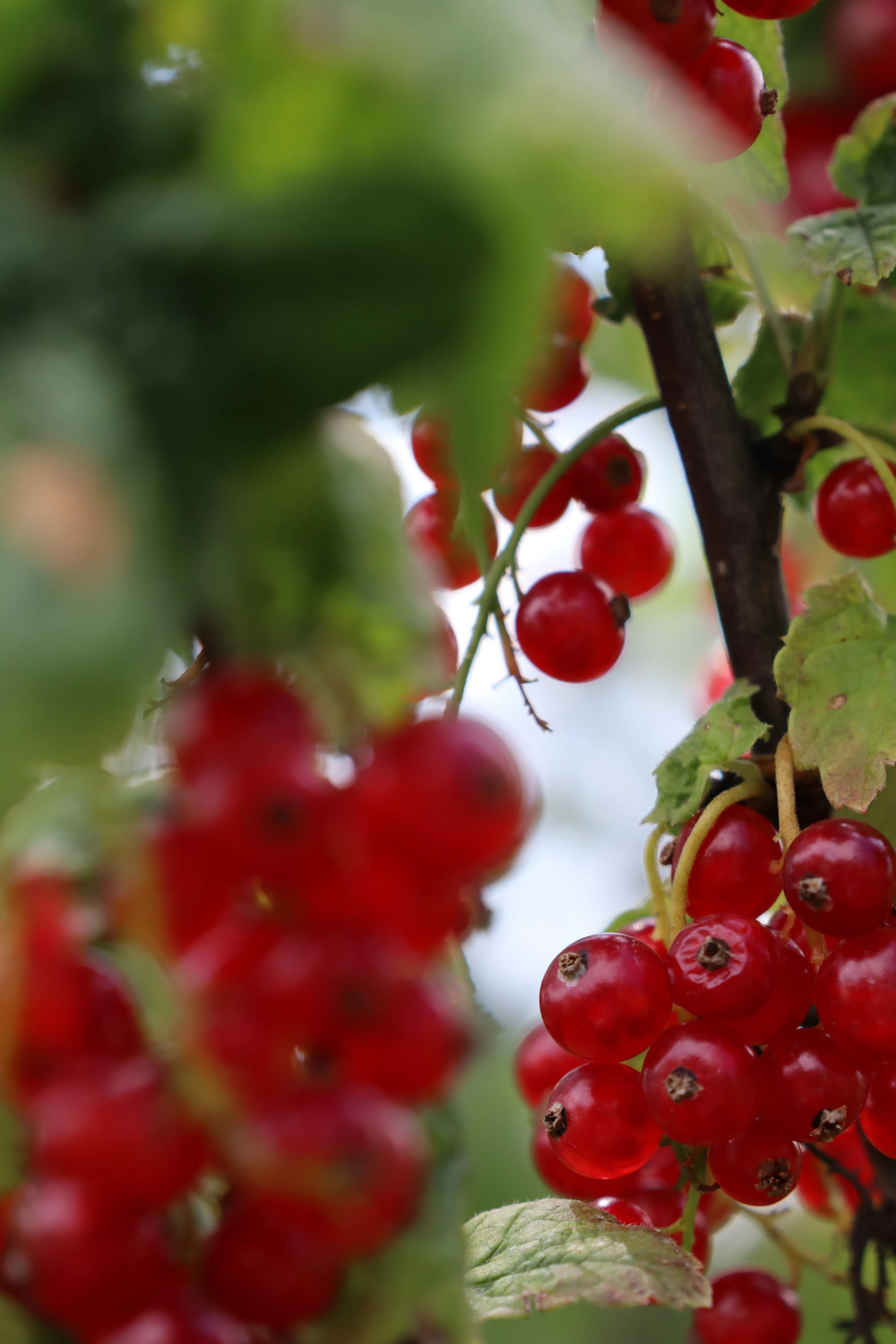 Spalierobst_Johannisbeere4-hf