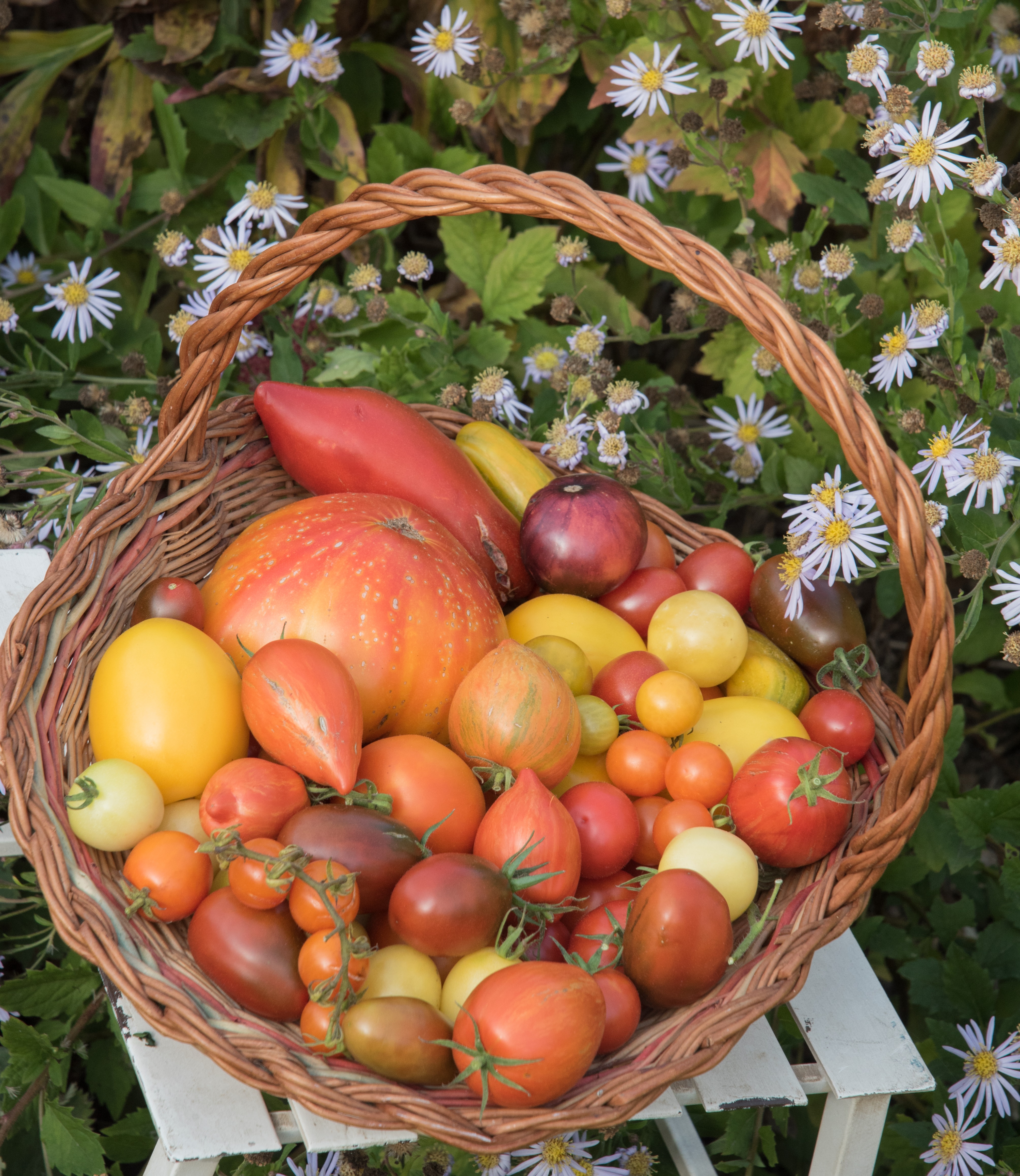 Nach der Tomatensaison ist vor der Tomatensaison!