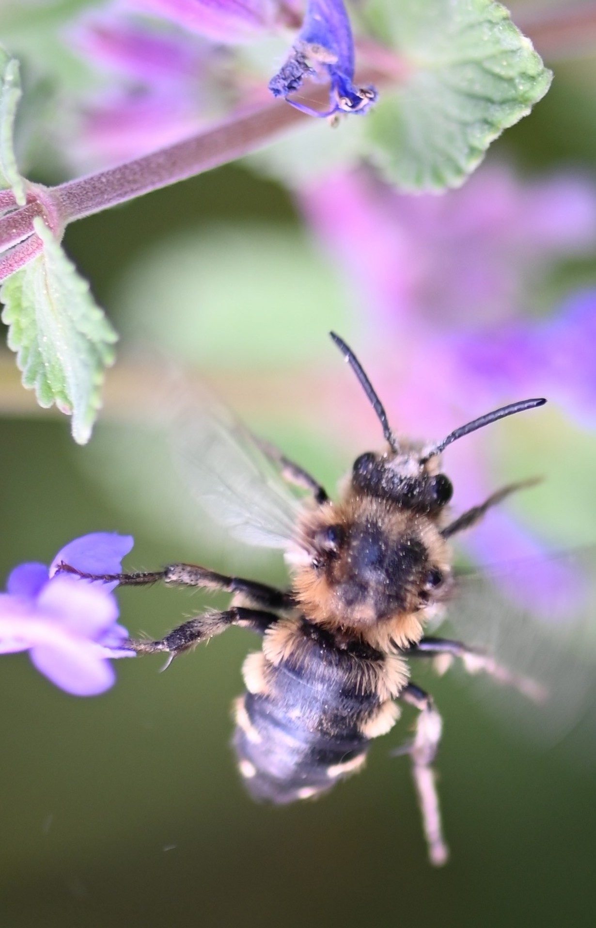 Wildbienen haben es auch nicht leicht