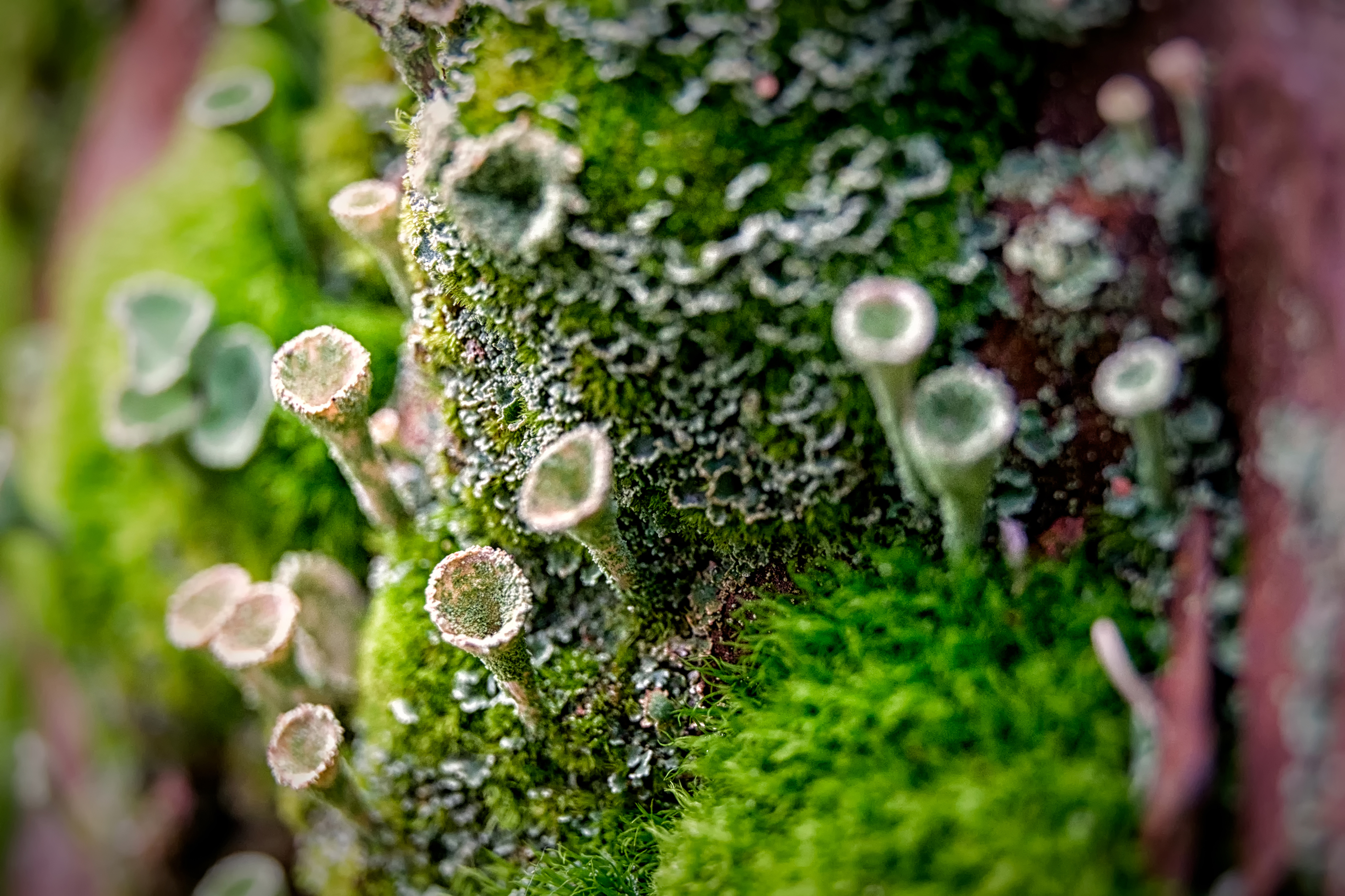 Extreme Pilze: Von der Wüste bis in die Antarktis