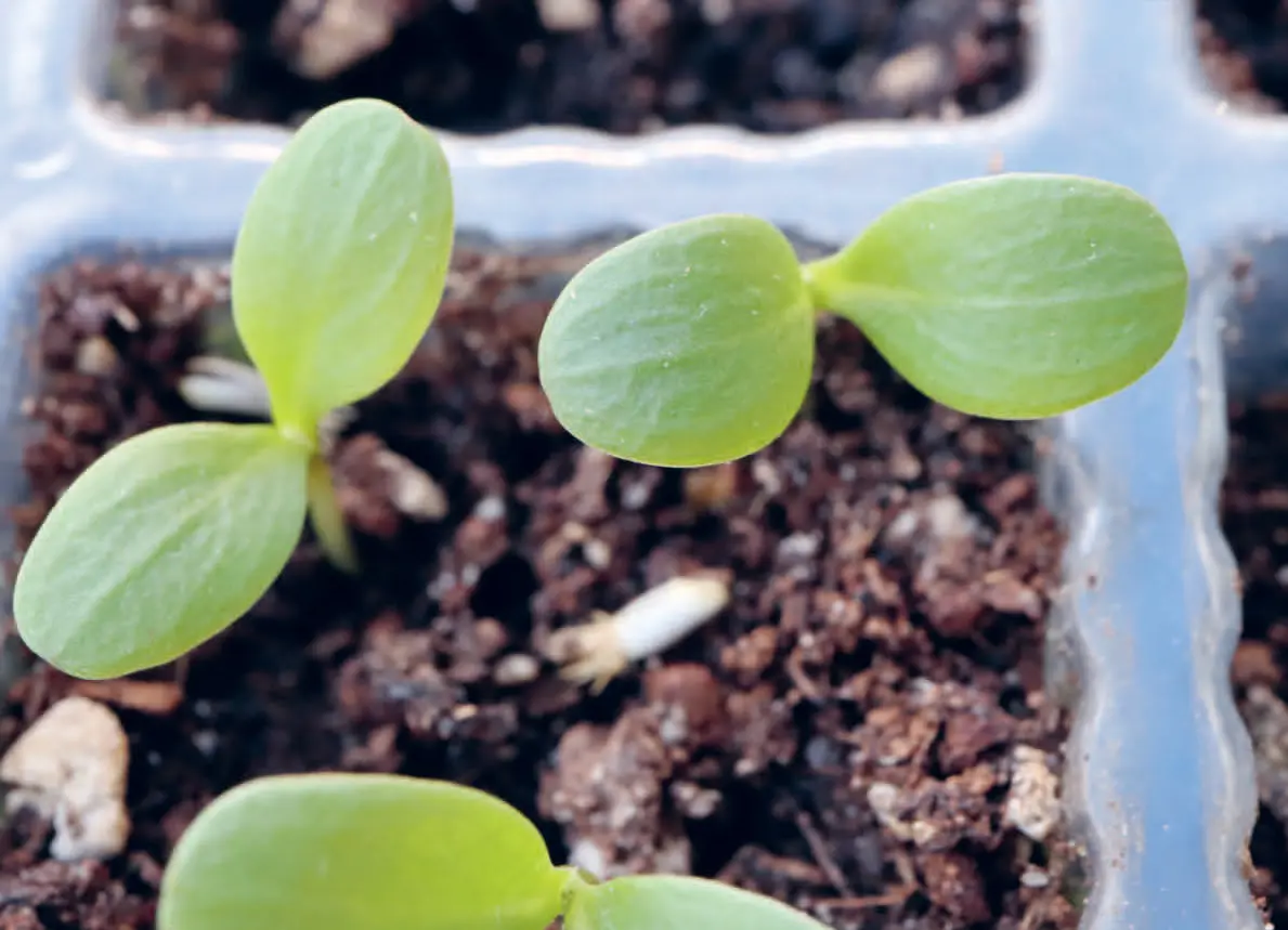 153o_Mller-Navarra_Bltenreich_9783258084459(c)Annika Mller-Navarra_RGB