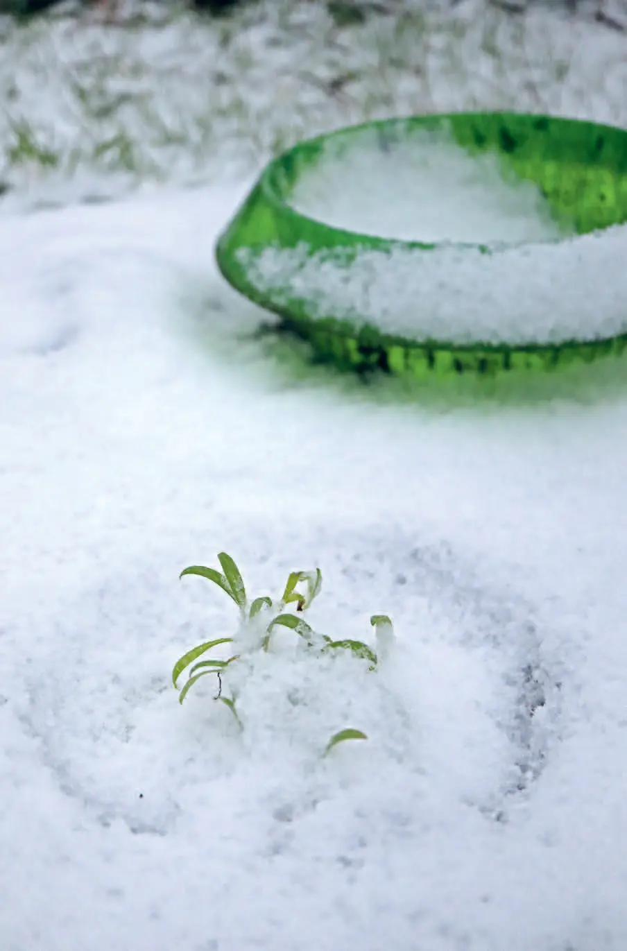 152u_Mller-Navarra_Bltenreich_9783258084459(c)Annika Mller-Navarra_RGB