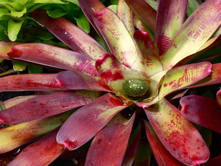 hf4-Fry-Wayland_Geschichte der Botanik_(c)Fiona Hofer