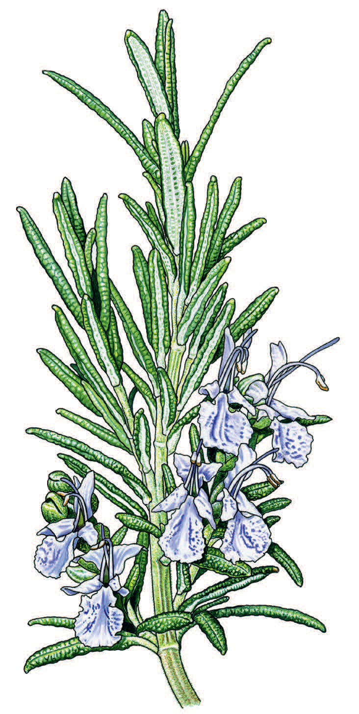 rgb-073lo_Spohn_Gartenbotanik_(c)Roland Spohn