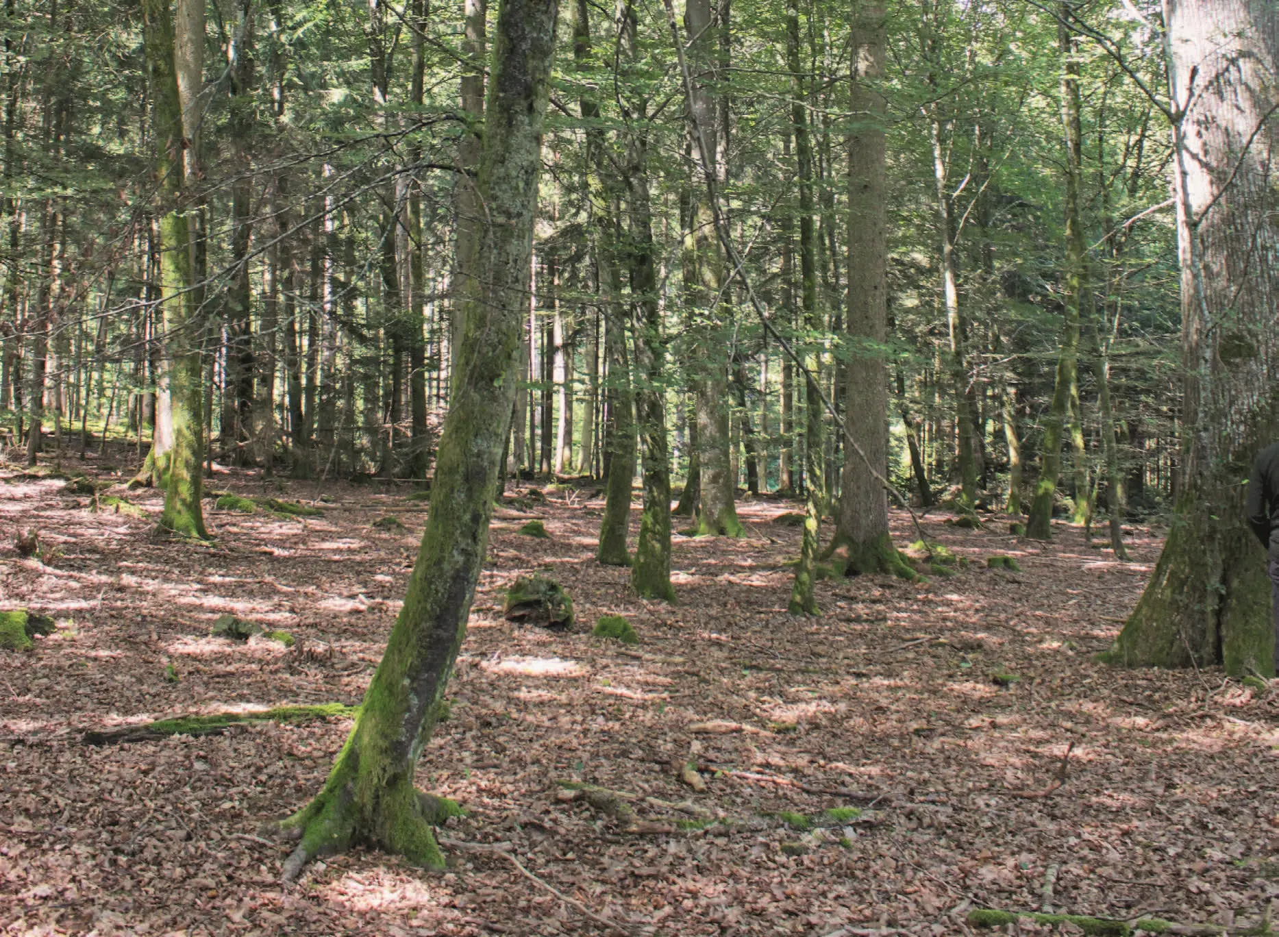 035_Muhmenthaler_Waldbewirtschaftung_9783258083971_(c)Julian Muhmenthaler