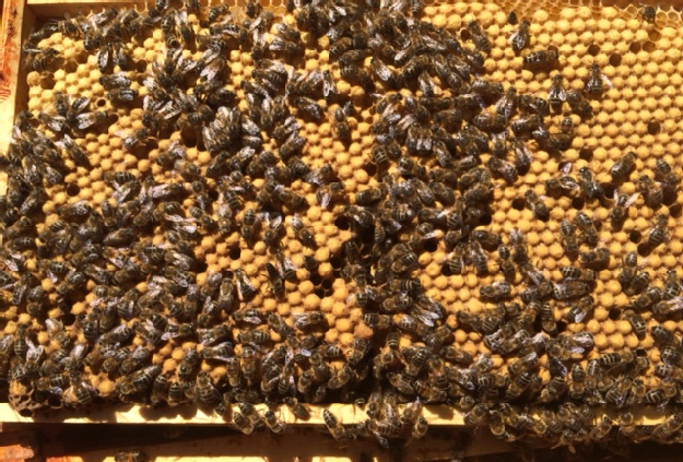 Die Lösung der Honigbiene für das Varroa-Problem