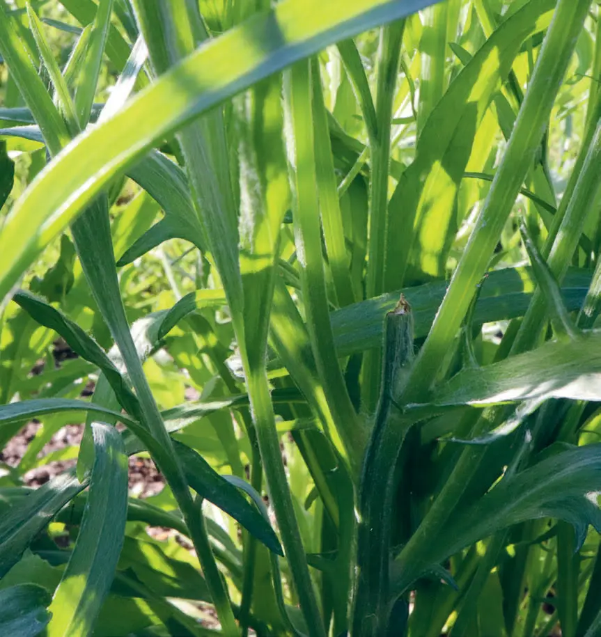 154r_Mller-Navarra_Bltenreich_9783258084459(c)Annika Mller-Navarra_RGB