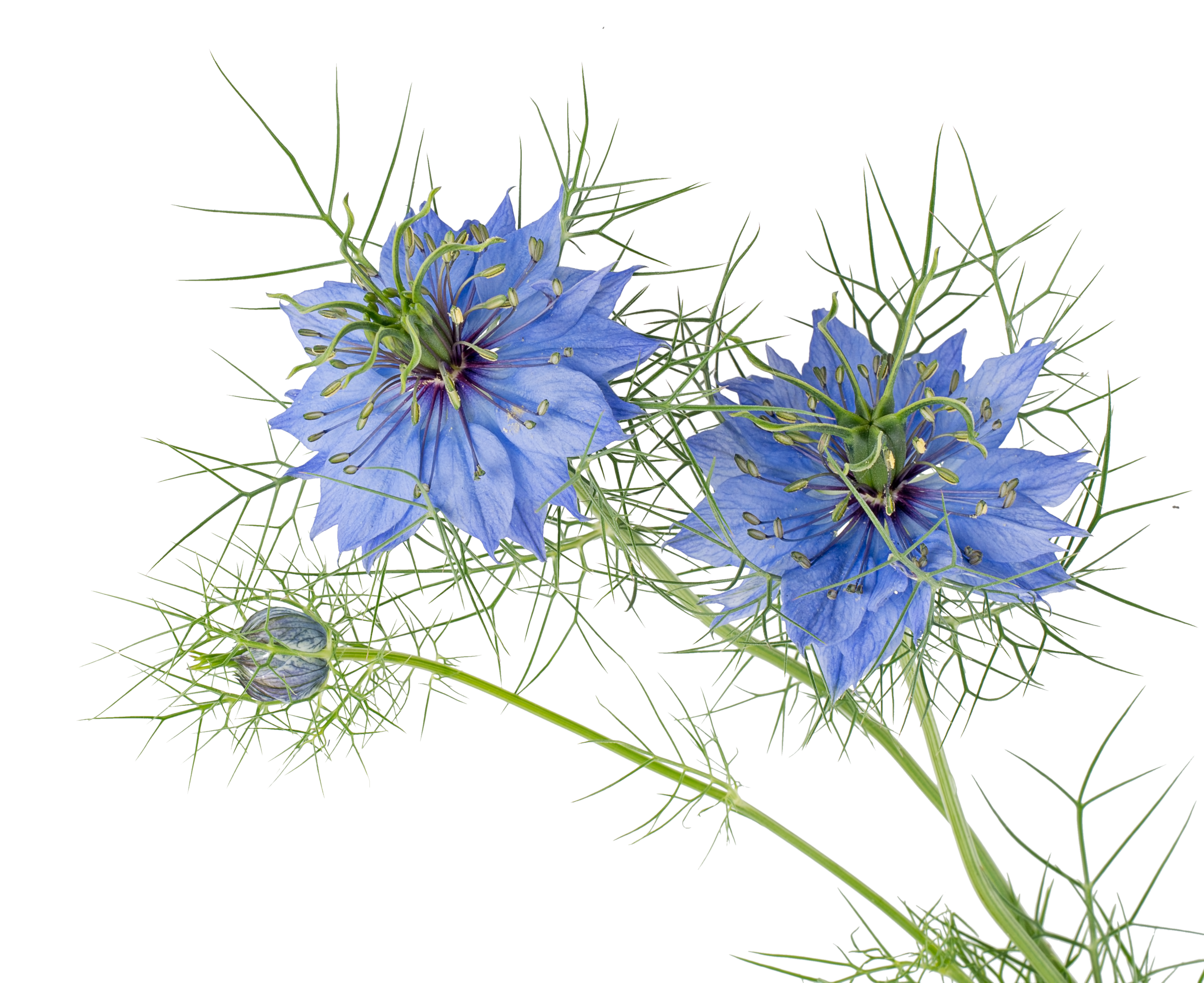 Pflanzenfamilien: Die Korbblütler