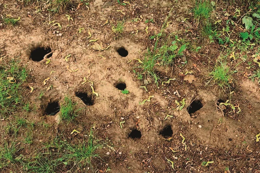 093ol_Weinberger_Ratten_9783258083155(c)Shutterstock_Beekeepx