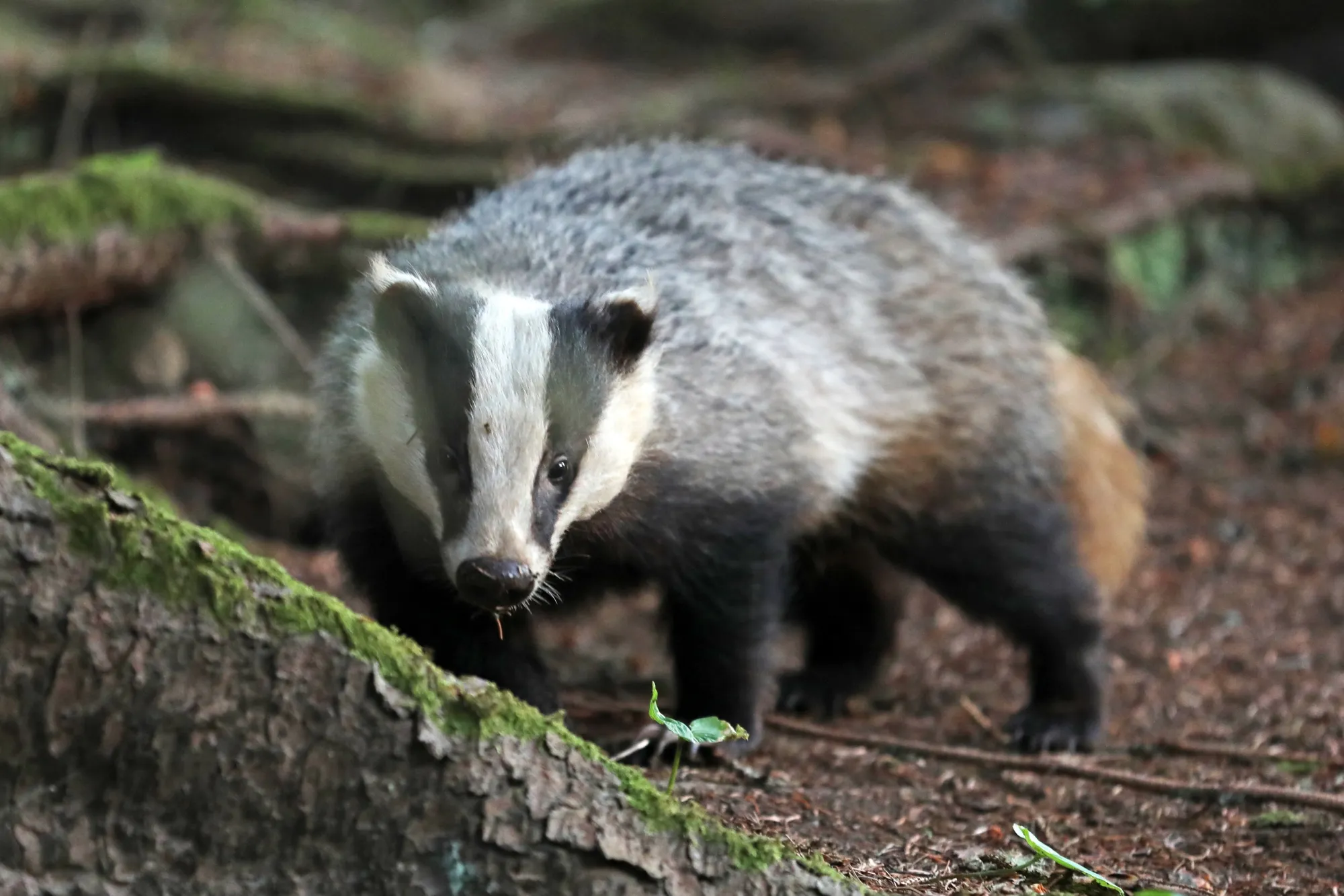 badger_MonicaMaxWest-7748835_pixabay