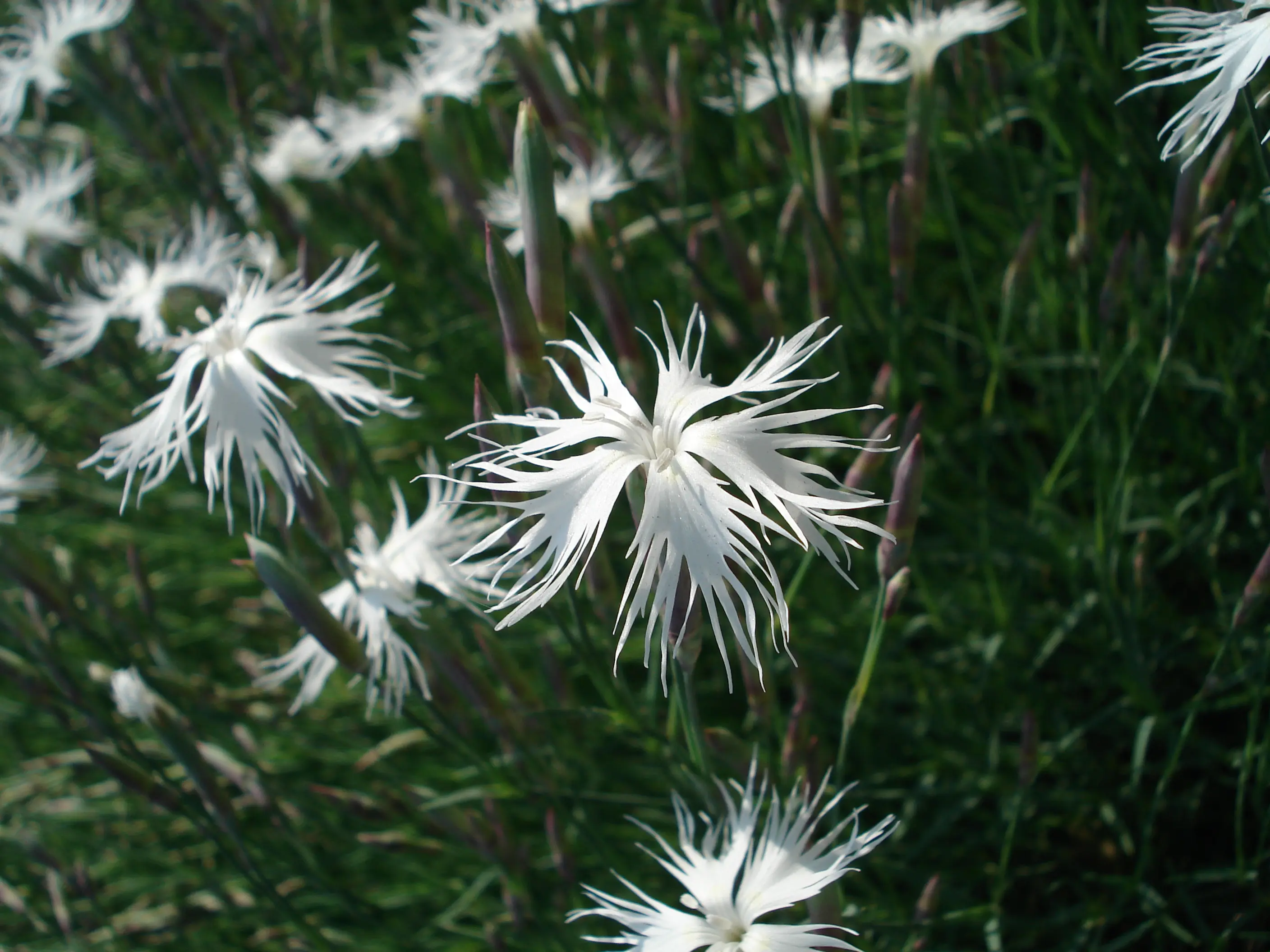 063or_Kugler_Klimastarke Stauden_9783258084565_(c)NORBERT GRIEBL