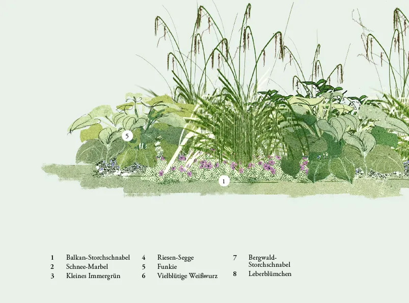 90_Schattenlieblinge-1-Schwingesbauer