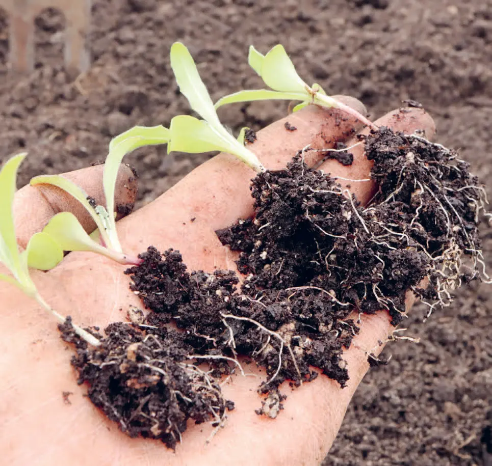 154l_Mller-Navarra_Bltenreich_9783258084459(c)Annika Mller-Navarra_RGB