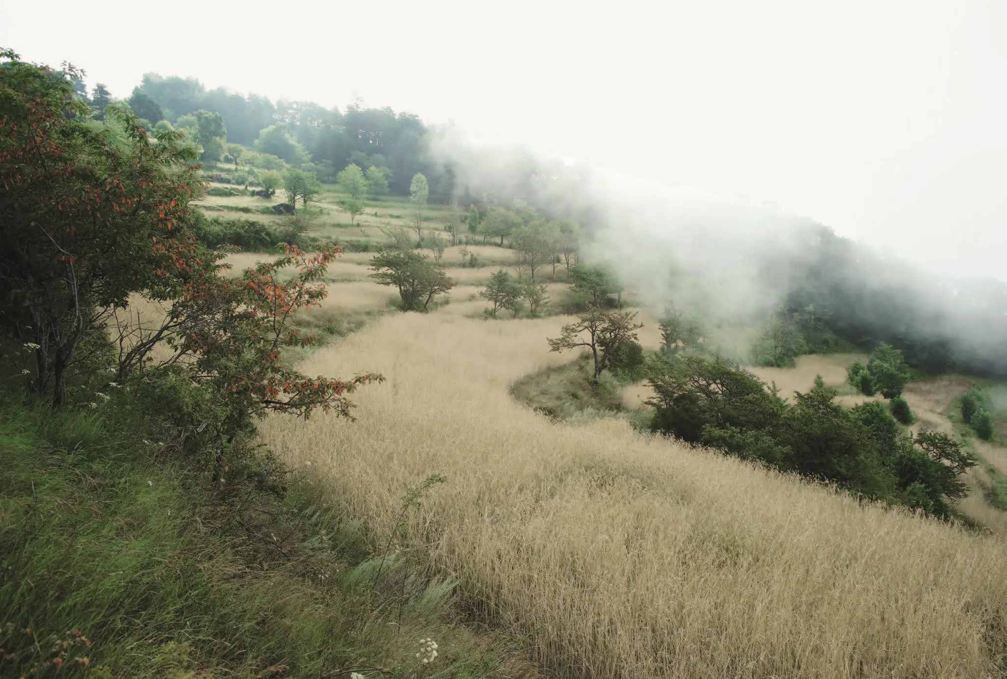 044_Schilperoord_Kulturpflanzen_9783258083902_(c)Peer Schilperoord