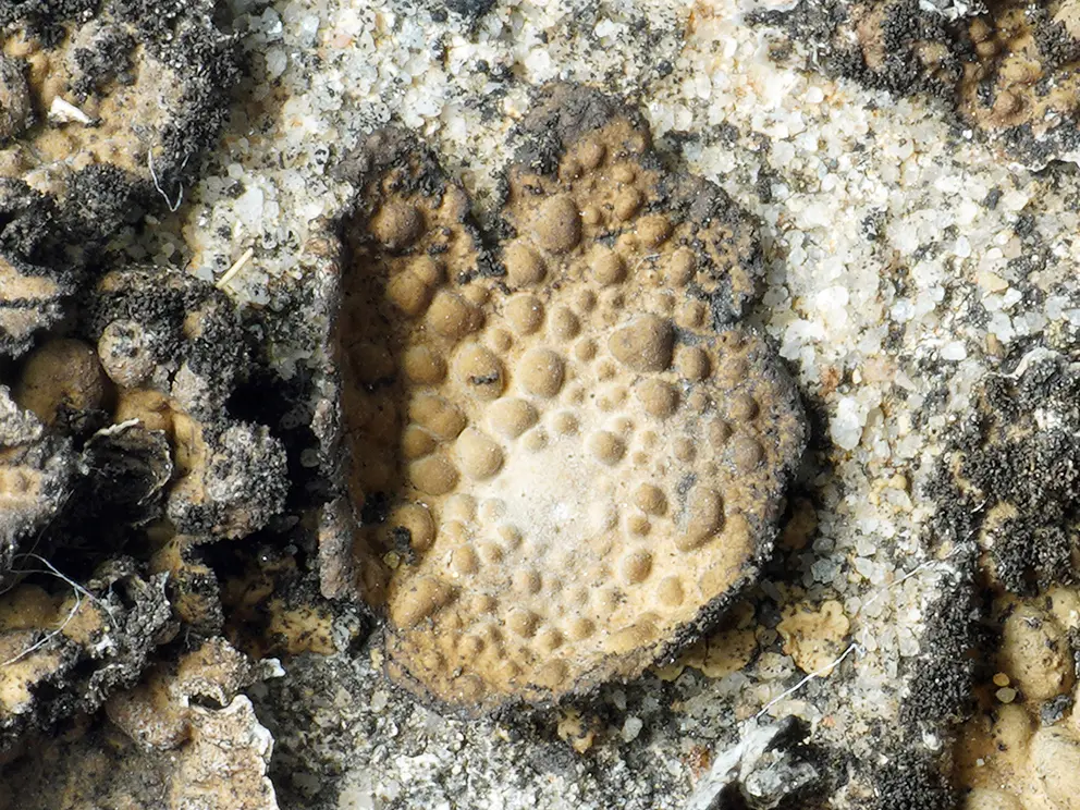 115or_Lcking-Spribille_Flechten_9783258084299_(c)Robert Lcking