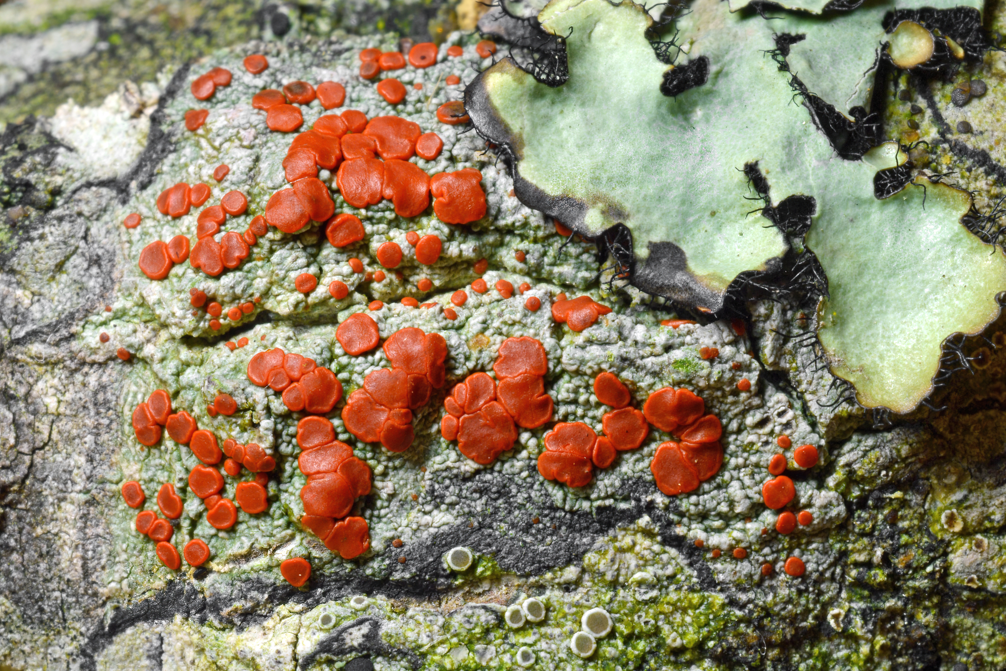 Flechten: Annäherung an die Wuchsformen der Mischwesen 