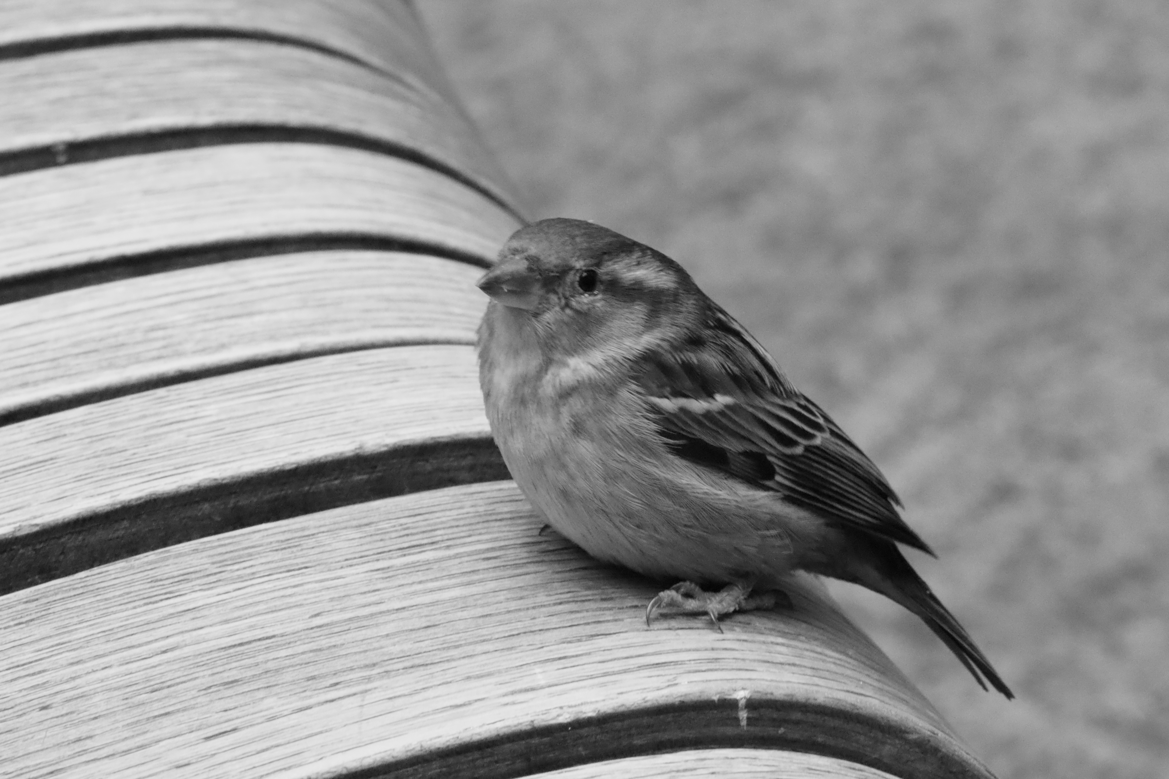 Ein kleiner Vogel mit großer Geschichte