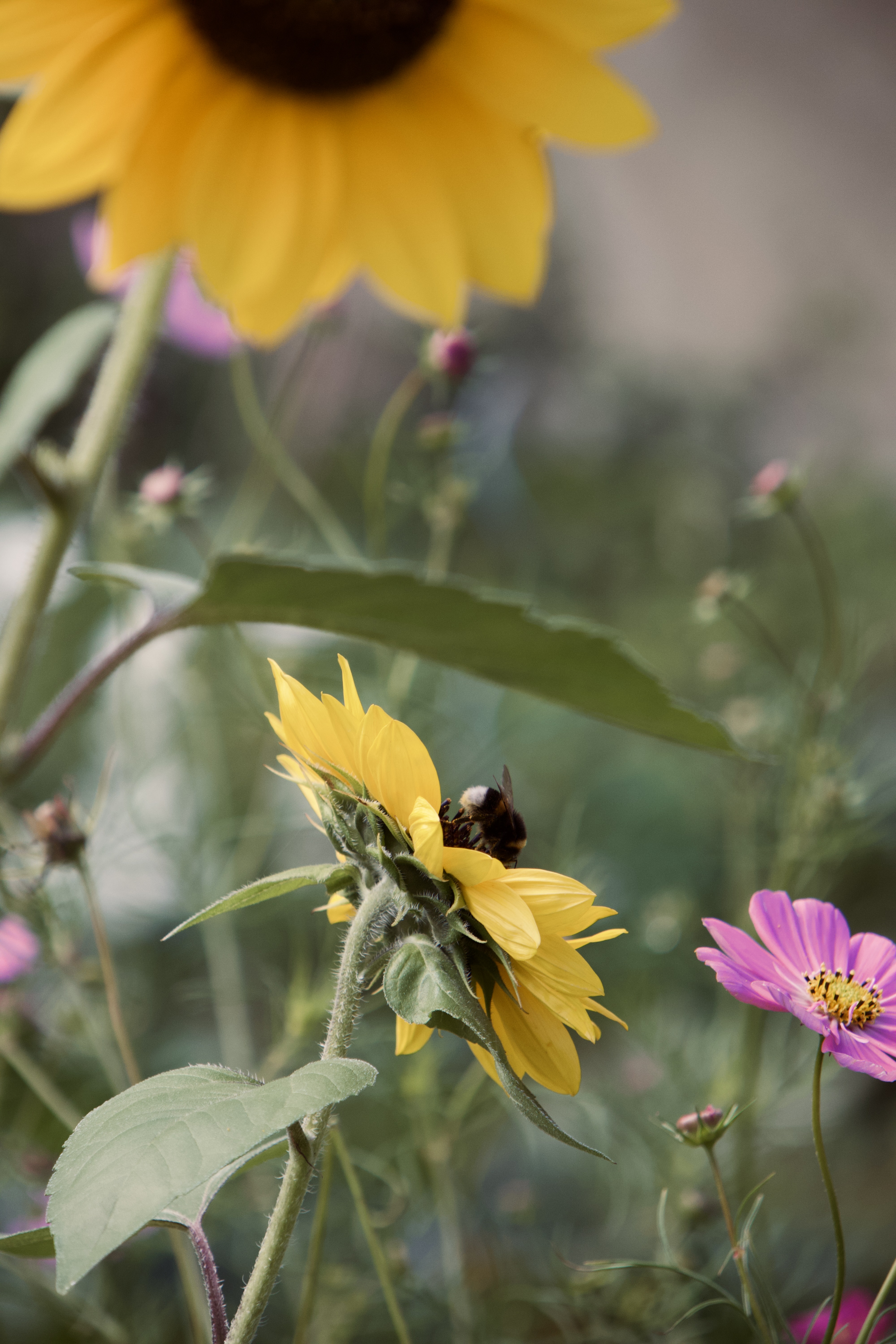 Sonnenblume, Tulpe und Co.: Die Geschichte der Botanik in 300 Büchern