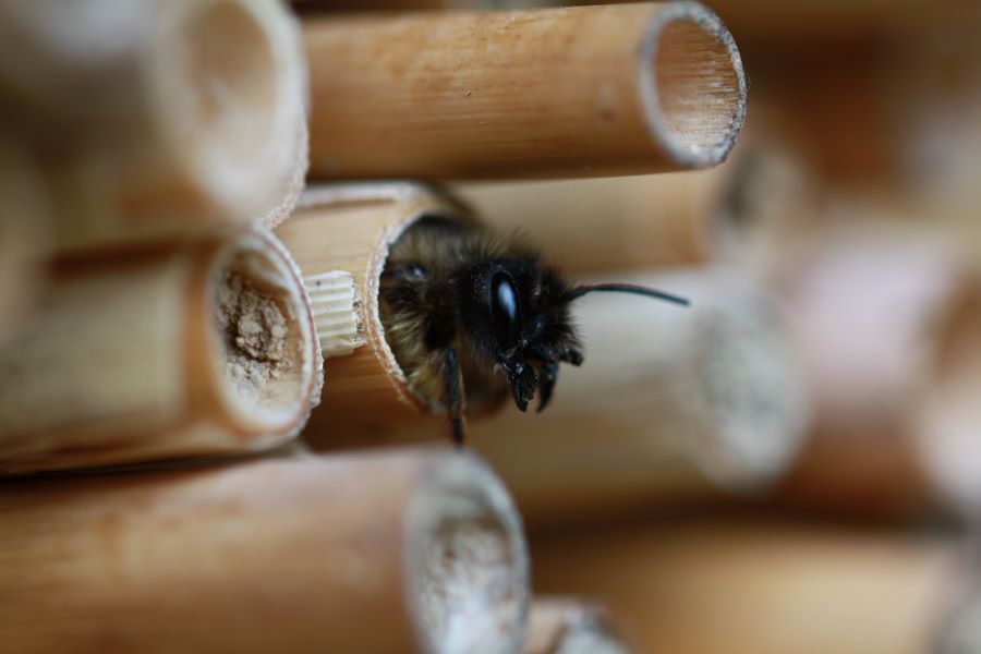 Wildbienen beobachten