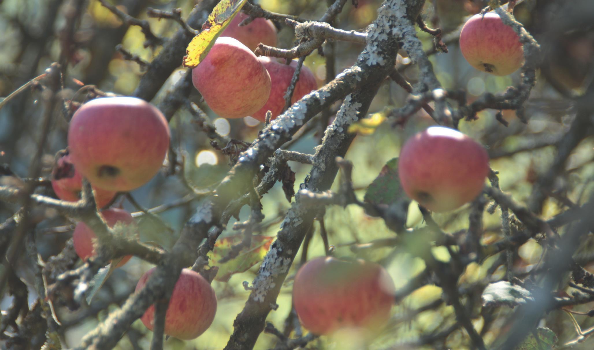 HauptAutorin Annekathrin Schmid: Obstbäume verstehen