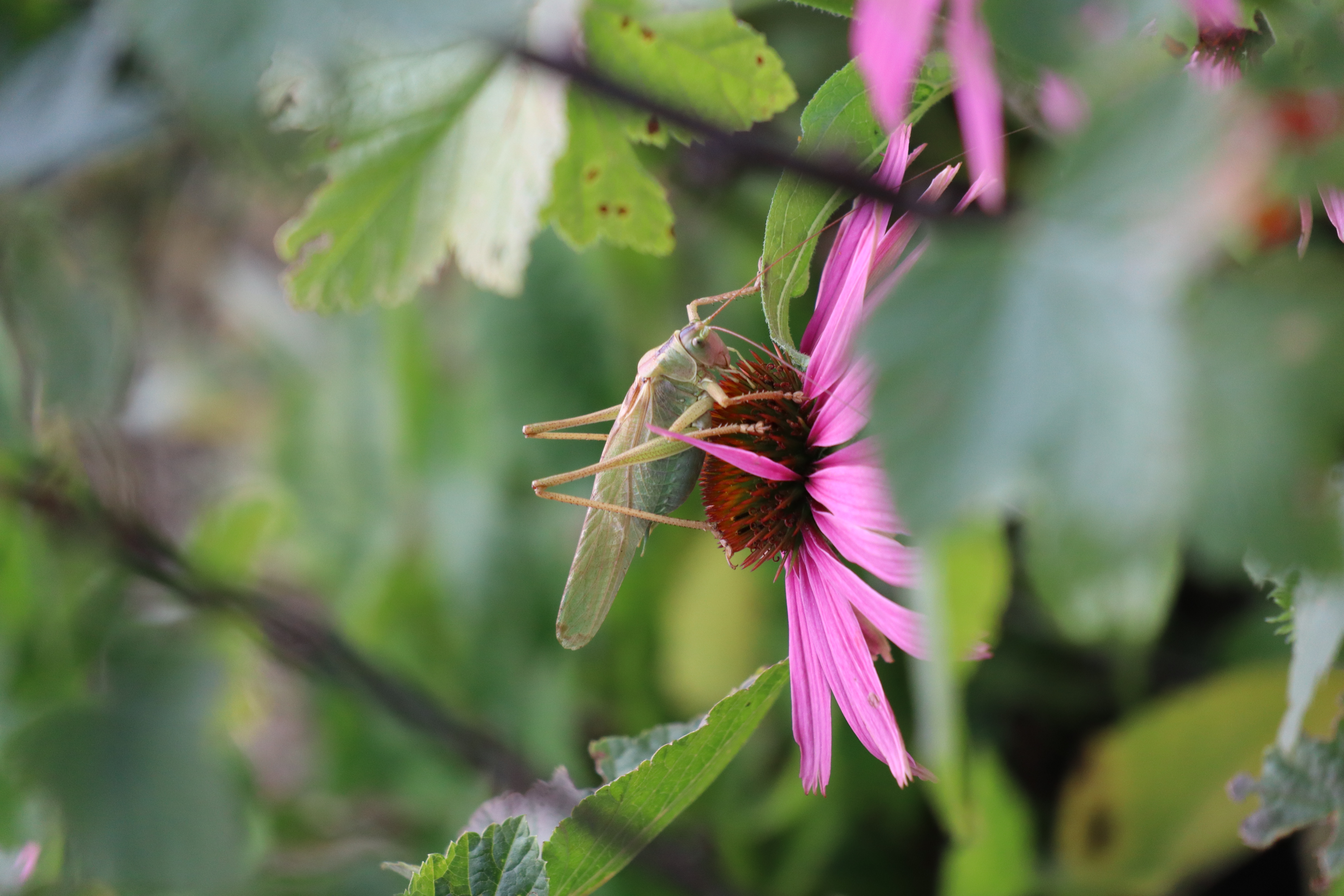 Die Welt der Heuschrecken: Martin Husemann & Oliver Hawlitschek im Interview