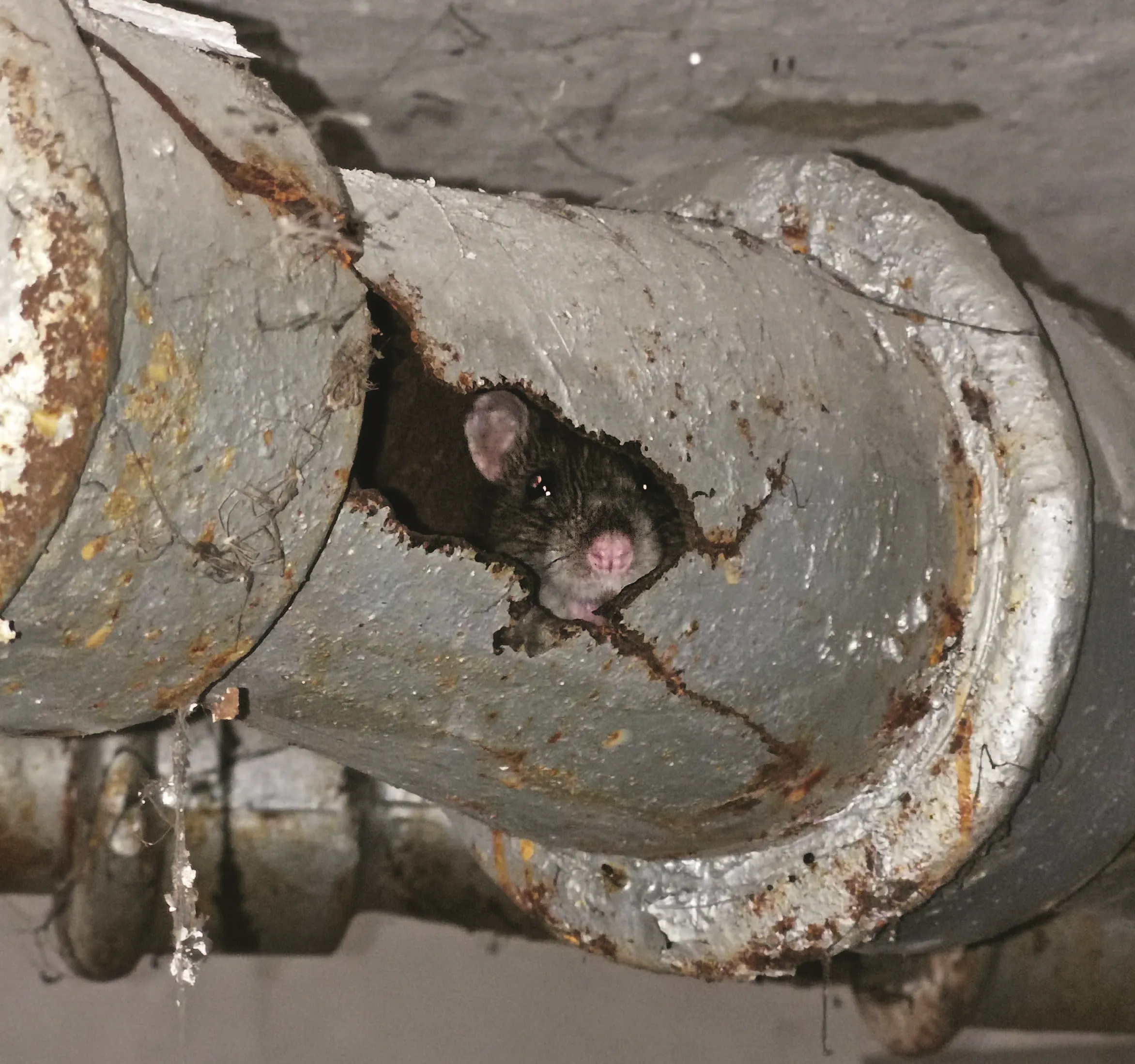 Von «Ratten» und Menschen