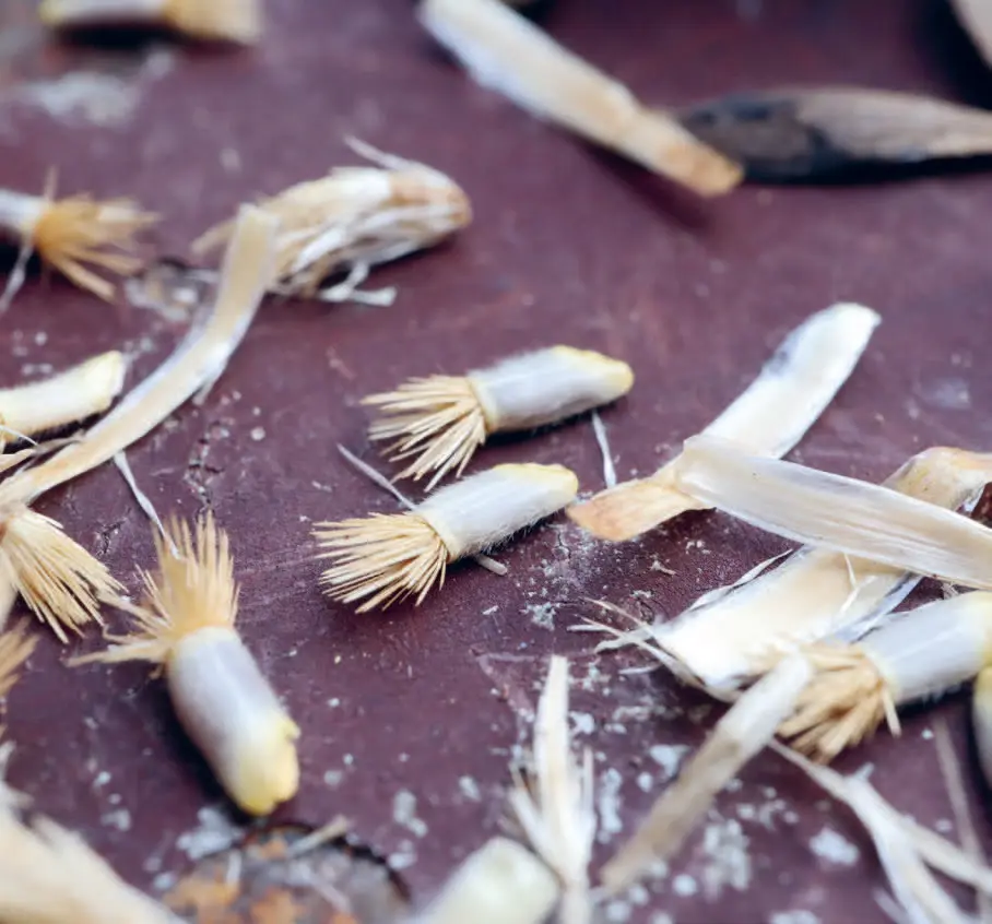 152o_Mller-Navarra_Bltenreich_9783258084459(c)Annika Mller-Navarra_RGB