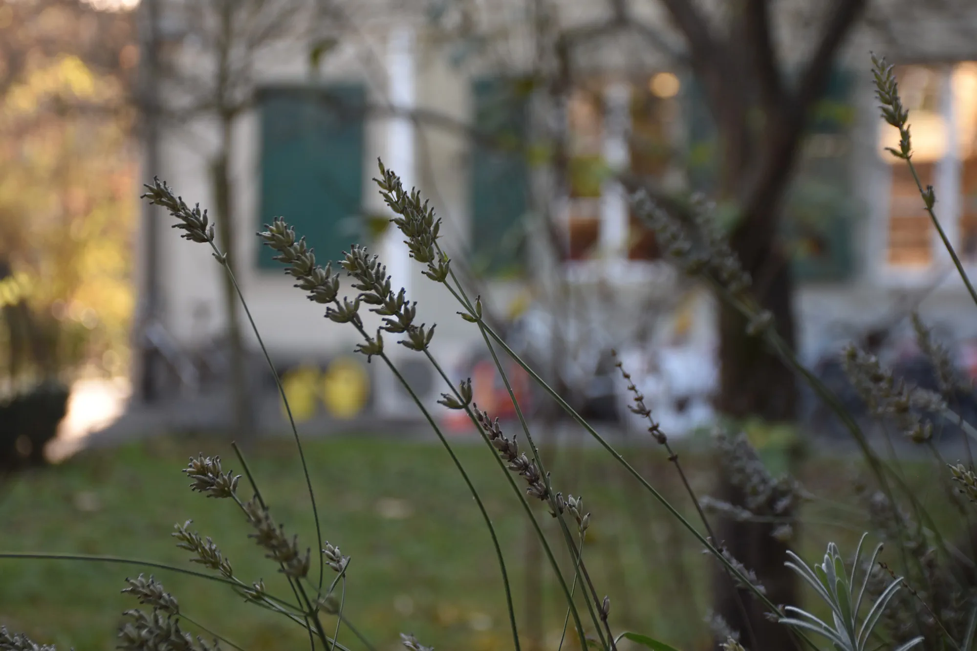Lavendel im Garten vor dem Atelier 14B