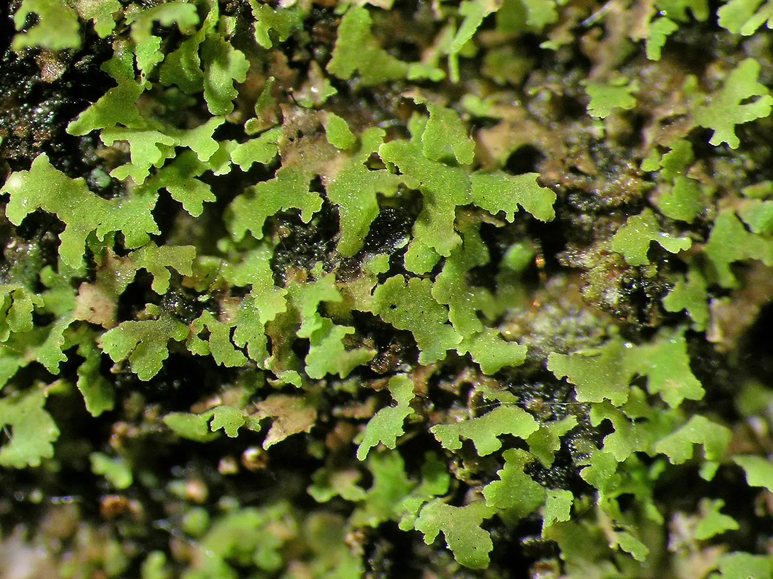 115ol_Lcking-Spribille_Flechten_9783258084299_(c)Robert Lcking